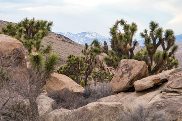 Joshua Trees in Joshua Tree National park, California