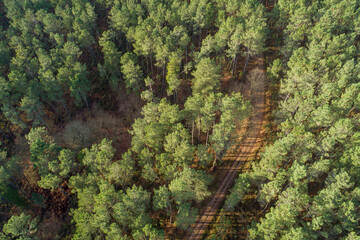 aerial drone view of a dirt runway in a pine forest
