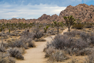 Joshua Trees in Joshua Tree National park, California