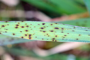 Net blotch of barley - fungal disease on barley. Can cause yield losses from 10% to 40% with a...