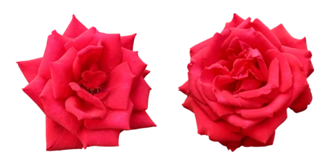 Wandcirkels aluminium Red rose flowers isolated on transparent background © floralpro