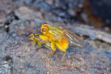 Mating pair of Yellow Dung Flies (Scathophaga stercoraria) perched on cow dung.