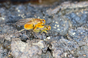 Mating pair of Yellow Dung Flies (Scathophaga stercoraria) perched on cow dung.