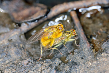 Mating pair of Yellow Dung Flies (Scathophaga stercoraria) perched on cow dung.