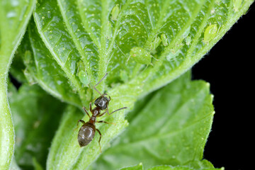 Red currant blister aphid Cryptomyzus ribis on leaf. An ant caring for a colony of aphids.