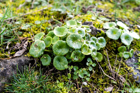 Umbilicus rupestris known also as navelwort, penny-pies, wall pennywort or "Venus' belly button" is a perennial, edible flowering plant in the stonecrop family Crassulaceae. Taken in Tuscany, Italy