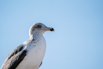 seagull portrait up close bird 