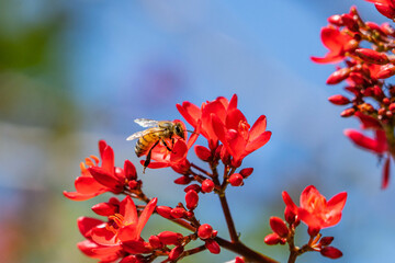 honey bee on red flowers