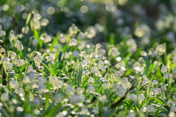 Frühlingsblüher Märzenbecher nach dem winterlichen Schnee: Die geschützte Pflanze auf einer grünen Naturwiese steht unter Naturschutz. Eine erste Nahrungsquelle für Insekten wie Bienen oder Wespen.