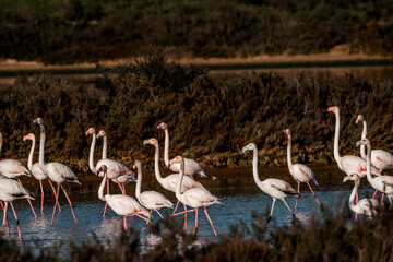 Naklejka premium Flamingo birds in the water in Ria de Formosa 