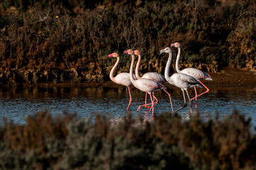 Flamingo birds in the water in Ria de Formosa  © PIC by Femke