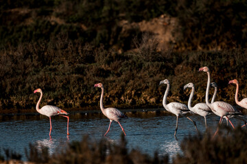 Flamingo birds in the water in Ria de Formosa 