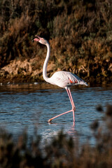 Flamingo bird in the water in Ria de Formosa 