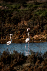 Flamingo birds in the water in Ria de Formosa 
