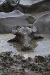 A water buffalo rests submerged in the mud near Panna National Park. Madhya Pradesh, India