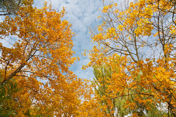 Fototapeta na wymiar Autumn yellow trees in Uman, Ukraine, Sofievka park