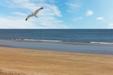Muscat ocean sand beach with seagull in blue sky, Oman