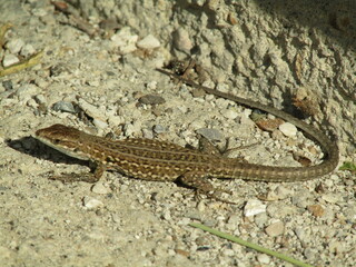 lizard 