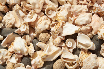 Fragments of broken shells on the shores of the Atlantic Ocean as a background with pebble.