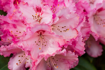 Pink Rhododendron flowering bush in the spring garden.