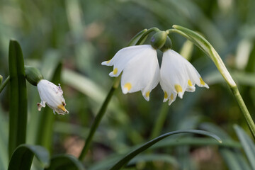 Fr&uuml;hlingsbl&uuml;her M&auml;rzenbecher nach dem winterlichen Schnee: Die gesch&uuml;tzte Pflanze auf einer gr&uuml;nen Naturwiese steht unter Naturschutz. Eine erste Nahrungsquelle f&uuml;r Insekten wie Bienen oder Wespen.