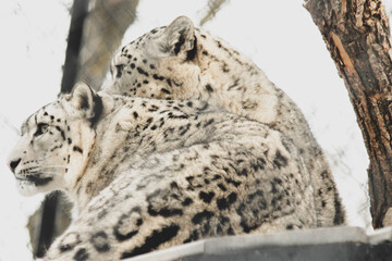 Obraz premium snow leopard portrait