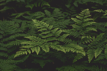 green fern leaves