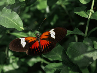 butterfly on flower