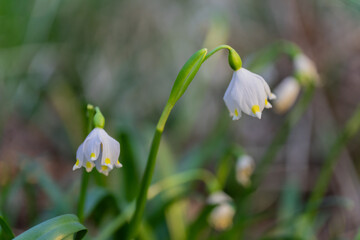 Frühlingsblüher Märzenbecher nach dem winterlichen Schnee: Die geschützte Pflanze auf einer grünen Naturwiese steht unter Naturschutz. Eine erste Nahrungsquelle für Insekten wie Bienen oder Wespen.