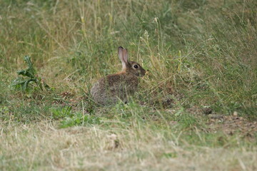 Naklejka na ściany i meble Rabbit in the grass