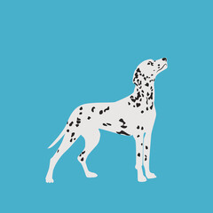 Dalmatian dog on a colored background