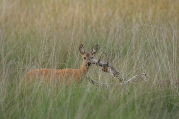 Roe deer in the grass