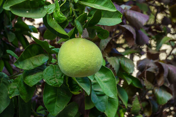 Green citrus growing on tree