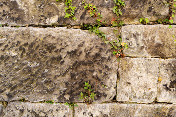 stone wall with moss background