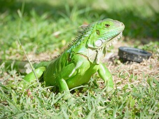 Iguana