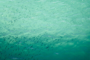 Blurry fish in tropical water as an abstract background.