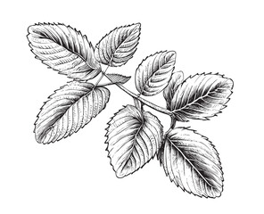 Mint leaves sketch hand drawn engraving style Vector illustration © BigJoy