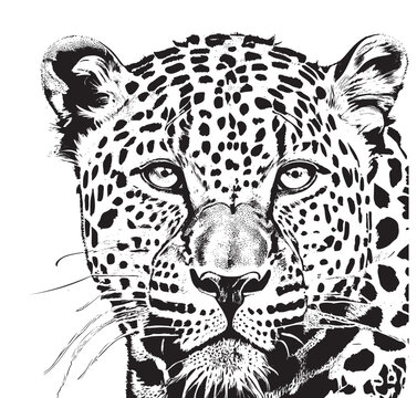 Leopard portrait leopard head sketch hand drawn engraving style Wild animals Vector illustration