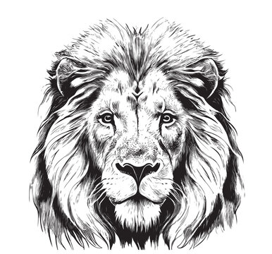Lion face logo sketch for your design Royalty Free Vector-saigonsouth.com.vn