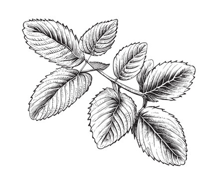 990+ Silhouette Of A Mint Leaf Stock Illustrations, Royalty-Free