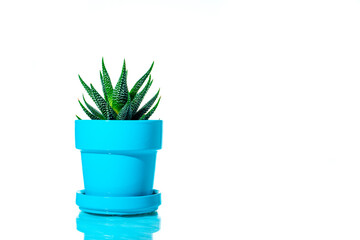 succulent in a blue pot isolated on white