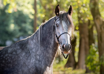 Portrait of a gray horse. Close-up. A thoroughbred horse of the Oryol Trotter breed. Outdoor in summer. Sports horse. Harness racing. Trotting horse race