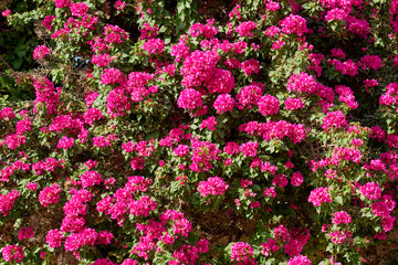 Tropical pink flowers on bushes in the rays of light.