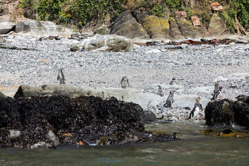 Fototapeta premium Penguins at the beach of Isla Maiquillahue near Valdivia, Chile