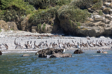 Fototapeta na wymiar Pelicans at Isla Maiquillahue near Valdivia, Chile