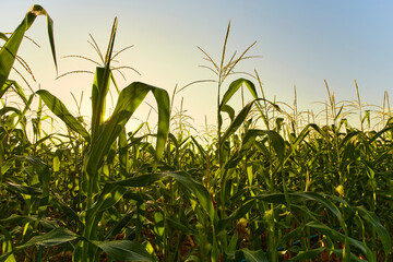 morning sunrise over the corn field