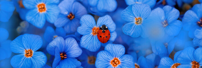 Close-up of a single red-dotted ladybug on a blue seamless carpet of flowers. Shallow depth of...