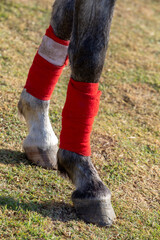 Horse legs with decorative leggings. Brazil