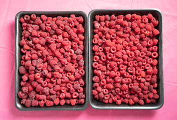 fresh pink raspberries in containers, big summer harvest of berries
