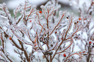 Closeup view of branches with dry berries on cold winter day